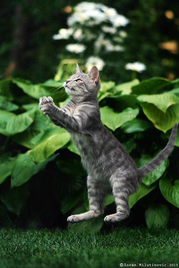 Zoran Milutinovic é especialista em fotografar gatos