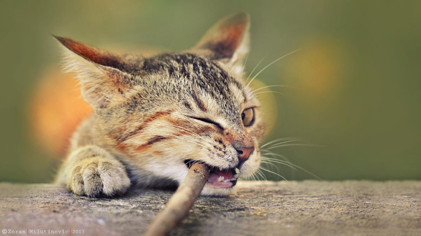 8.  Use luz natural para fotografar gatos escalando árvores ou pulando em gramados. A melhor hora é quando o sol estiver baixo, quando você consegue uma luz suave, sem sobras no focinho do gato ou no pelo.