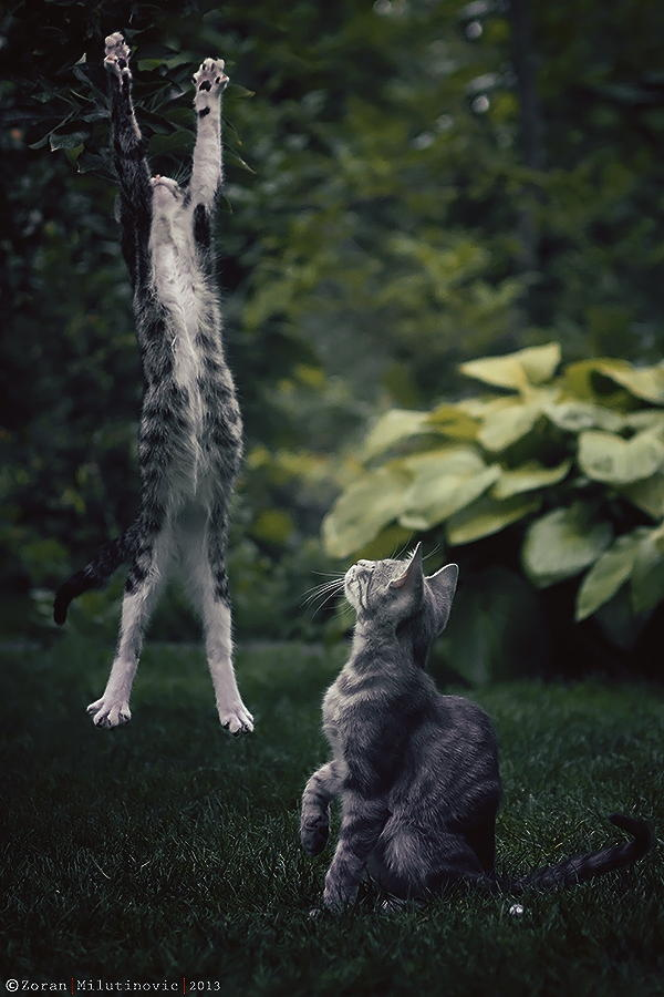 10. Não planeje tirar fotos de gatos pulando e correndo após dar comida para eles. Você gosta de pular e correr com estômago cheio