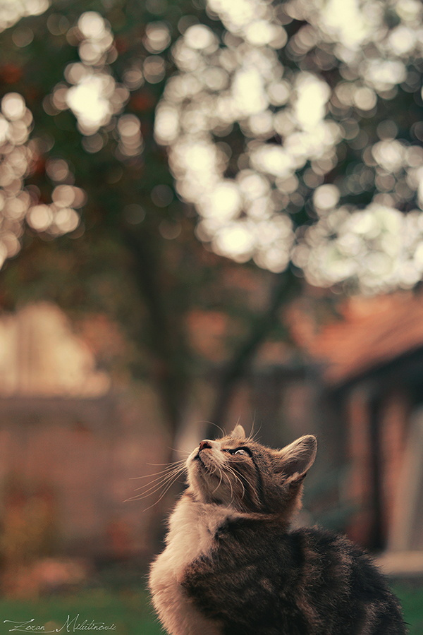 Zoran Milutinovic é especialista em fotografar gatos