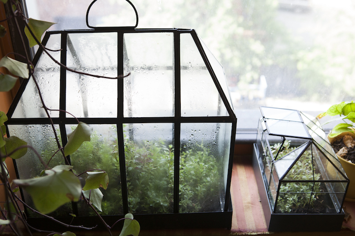 Apartamento em NY ganha vida com 500 plantas