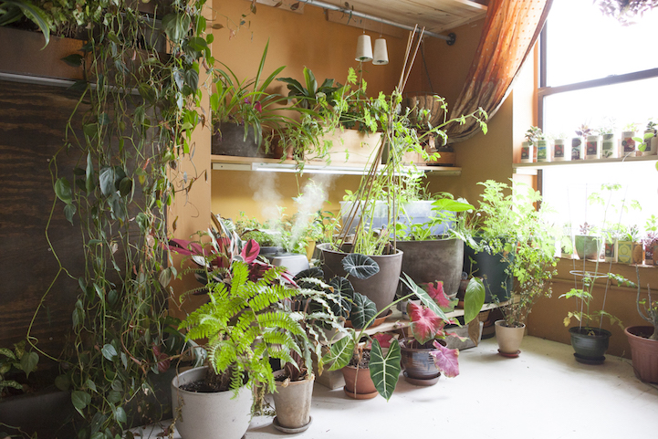Apartamento em NY ganha vida com 500 plantas