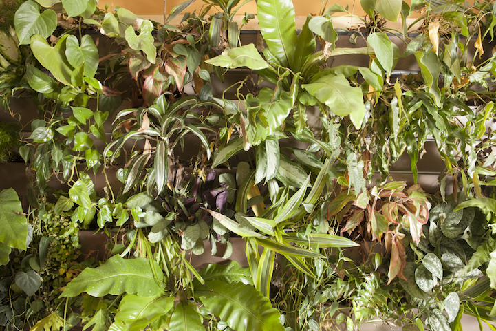 Apartamento em NY ganha vida com 500 plantas