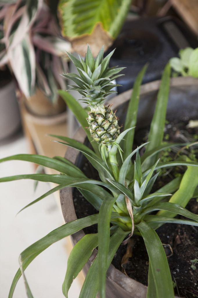 Apartamento em NY ganha vida com 500 plantas