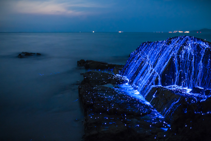 Série mostra fenômeno natural bioluminescente no Japão