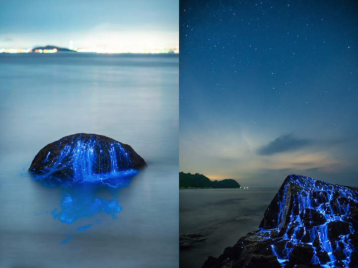 Série mostra fenômeno natural bioluminescente no Japão