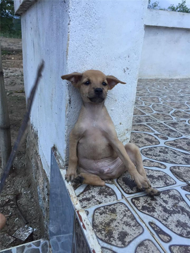 Esses filhotes não conseguem parar de se abraçar desde que foram adotados. O importante é que agora um grupo de monjas budistas se dispôs a cuidar dessas fofuras. Final feliz!