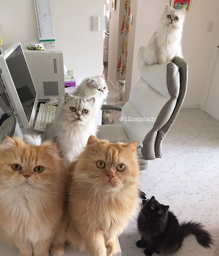 Dona de 12 gatos persas, moradora do Japão bomba no Instagram