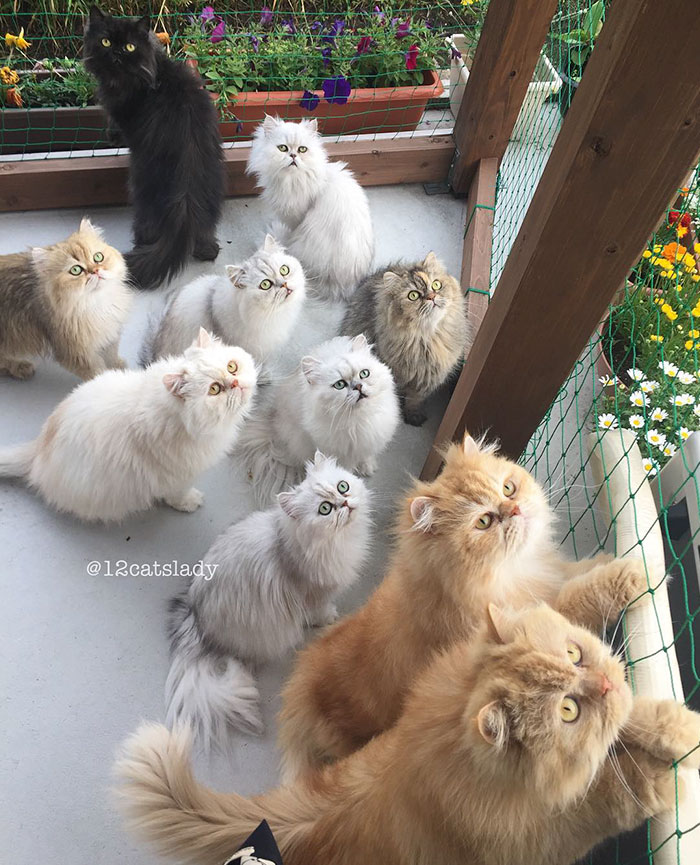 Dona de 12 gatos persas, moradora do Japão bomba no Instagram