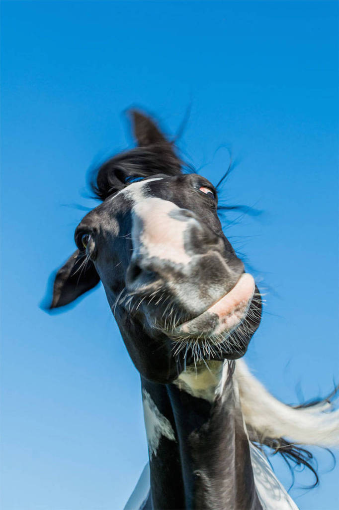 Comedy Wildlife Photography Awards