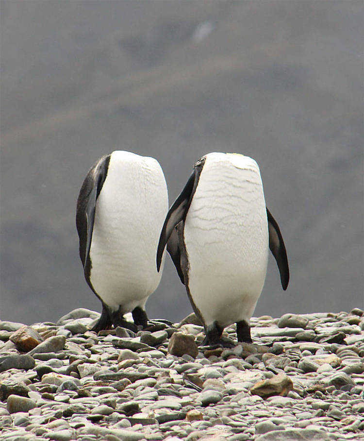 Comedy Wildlife Photography Awards