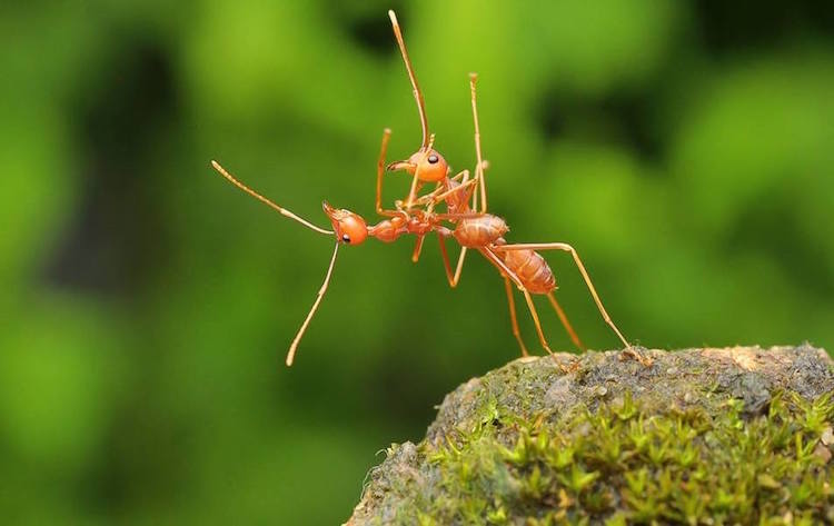 Comedy Wildlife Photography Awards