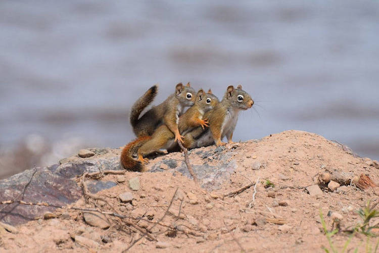 Comedy Wildlife Photography Awards