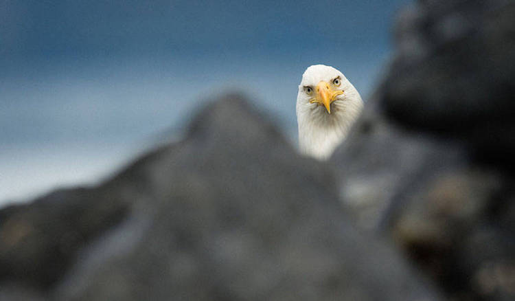 Comedy Wildlife Photography Awards