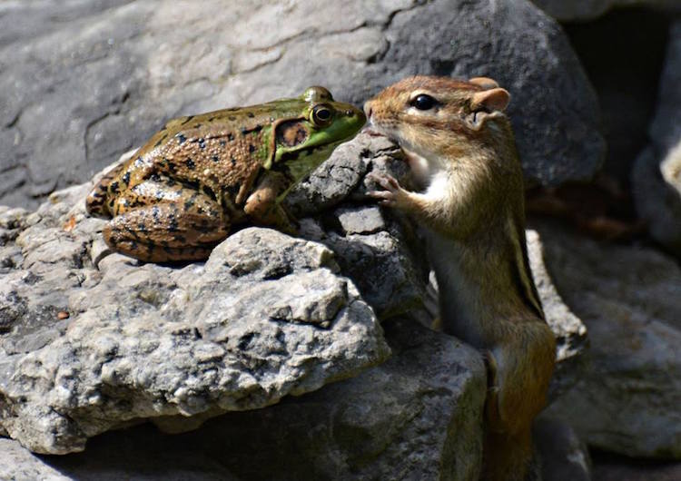 Comedy Wildlife Photography Awards