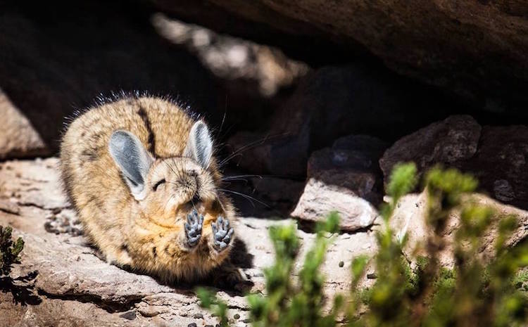 Comedy Wildlife Photography Awards