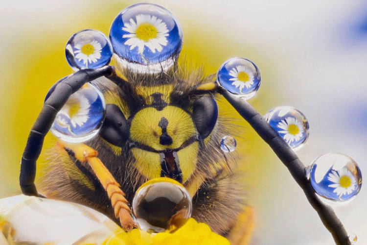 Comedy Wildlife Photography Awards