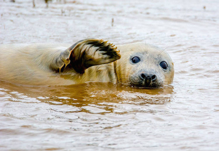 Comedy Wildlife Photography Awards
