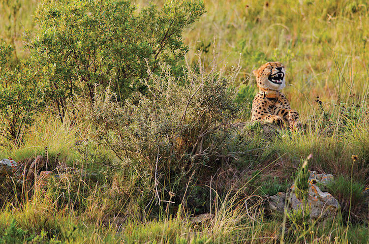 Comedy Wildlife Photography Awards