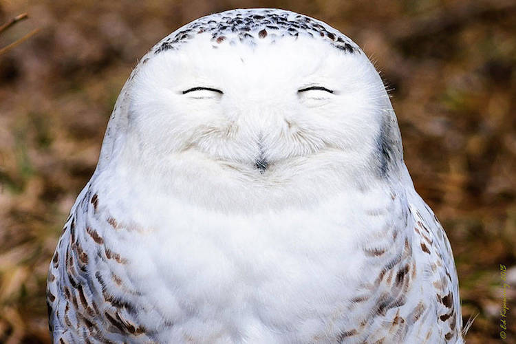 Comedy Wildlife Photography Awards