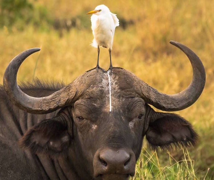 Comedy Wildlife Photography Awards