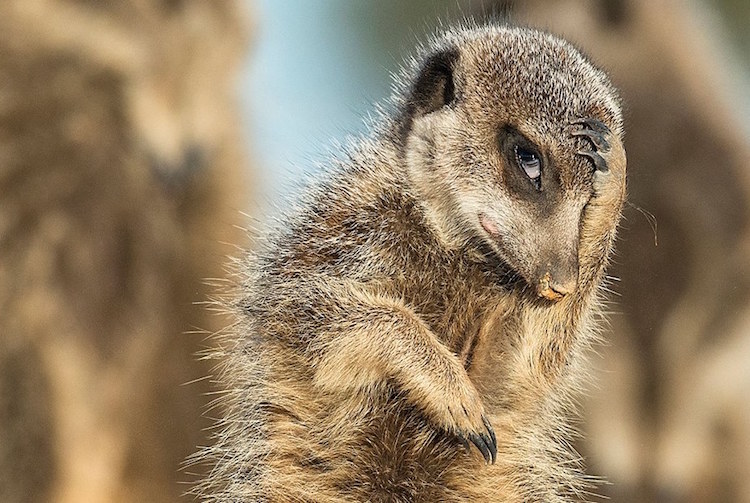 Comedy Wildlife Photography Awards