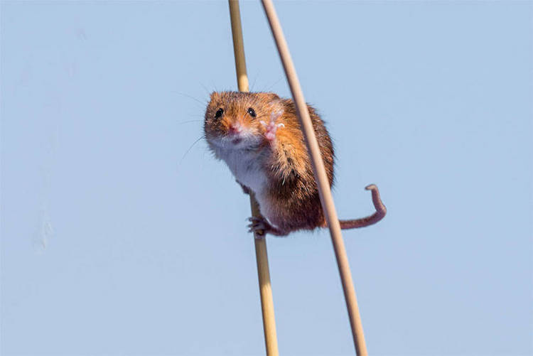 Comedy Wildlife Photography Awards