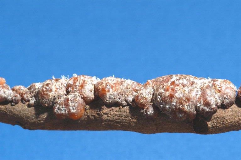 A goma-laca é um ingrediente dá consistencia a alguns doces, como as jujubas. Ela evita que esses doces derretam com o calor das mãos, por exemplo. A substância é originada das secreções do Laccifer lacca, um inseto das florestas da Índia e da Tailândia