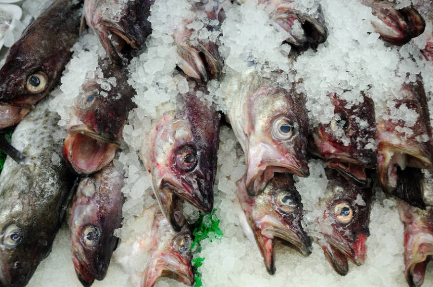 Se você é vegano, fique atento. Algumas cervejas usam Isinglass, uma espécie de 'cola de peixe', que é obtida nas bexigas secas de peixes. É utilizada para clarear a cerveja, removendo leveduras e partículas sólidas