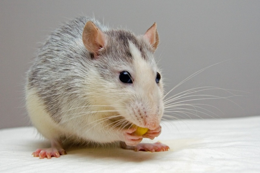 Pelos de ratos estão presentes em muitos alimentos industrializados, por conta da produção em massa