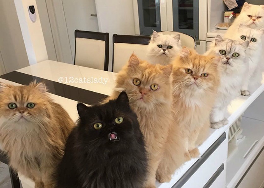 Dona de 12 gatos persas, moradora do Japão bomba no Instagram