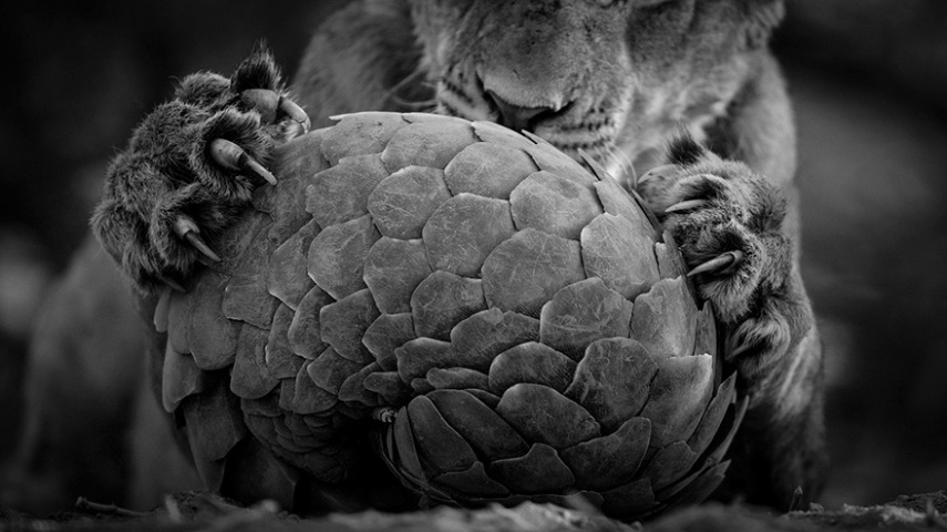 'Playing Pangolin', de Lance Van De Vyver, da Nova Zelândia