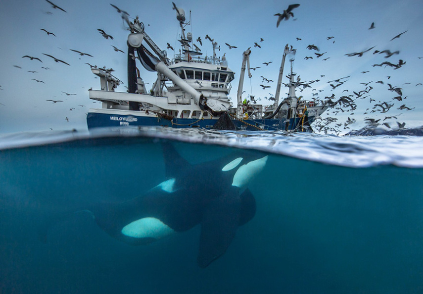 'Splitting The Catch', de Audun Rikardsen, da Noruega