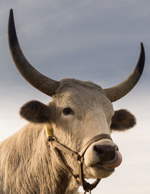 Bebidas energéticas contêm taurina, quem foi descoberta na bile dos touros