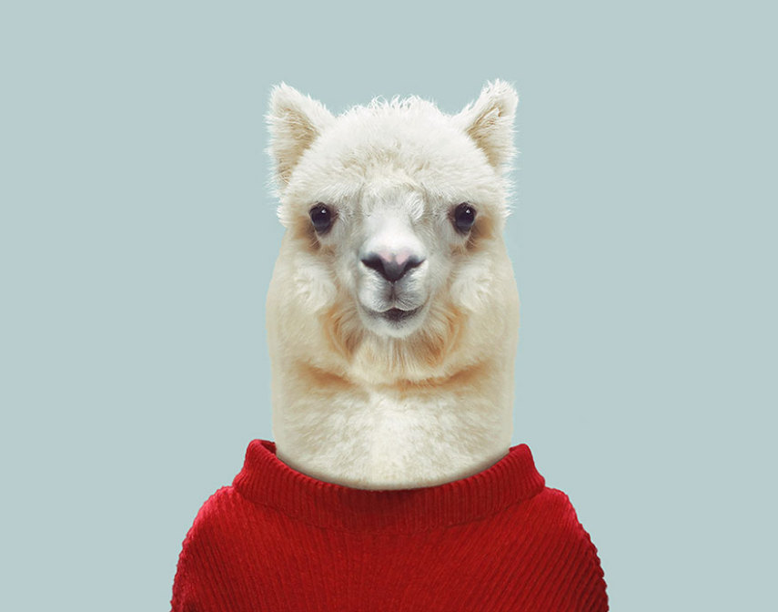 Yago Partal passou três anos de sua vida fotografando animais e os vestindo cada um deles como humanos. Digitalmente, é claro.