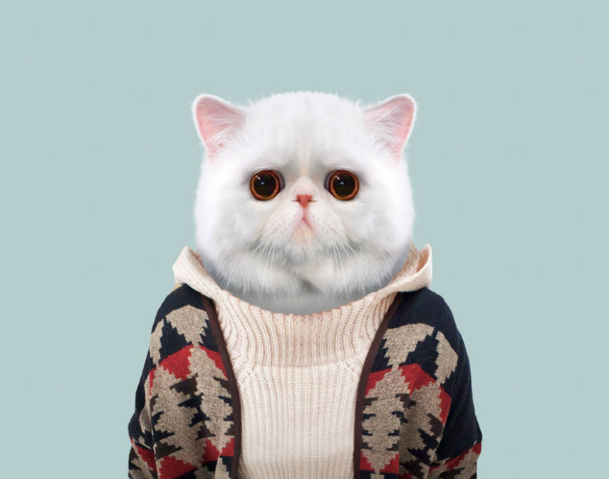 Yago Partal passou três anos de sua vida fotografando animais e os vestindo cada um deles como humanos. Digitalmente, é claro.