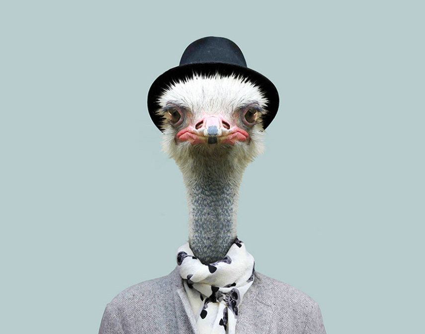 Yago Partal passou três anos de sua vida fotografando animais e os vestindo cada um deles como humanos. Digitalmente, é claro.
