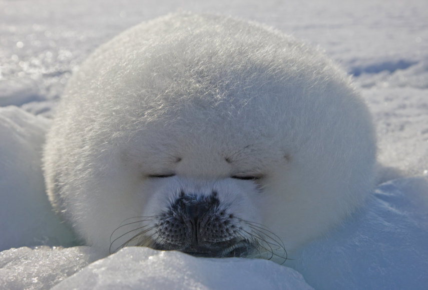 O site Huffington Post reúne fotos de animais dormindo. Lindos! 