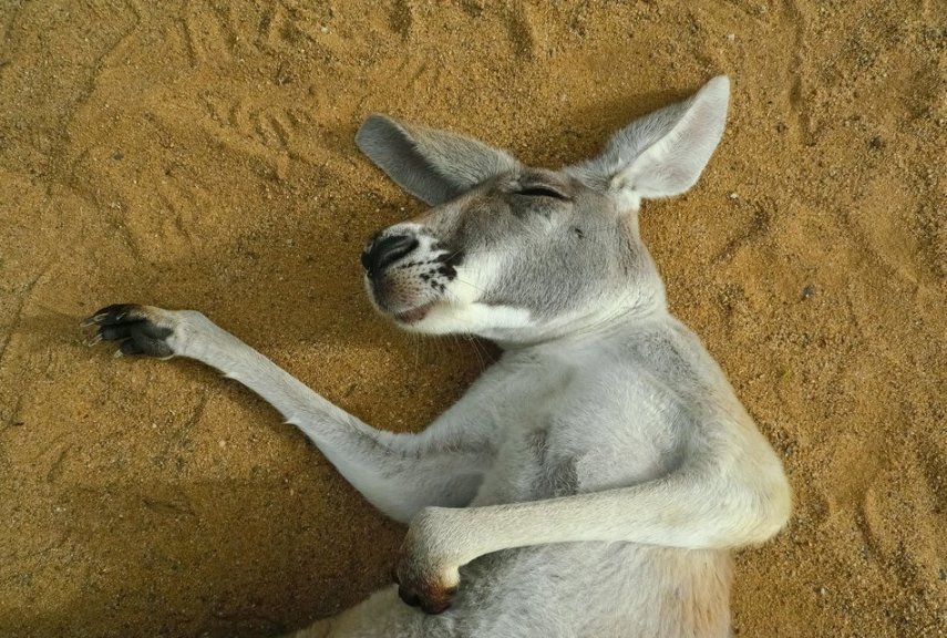 O site Huffington Post reúne fotos de animais dormindo. Lindos! 