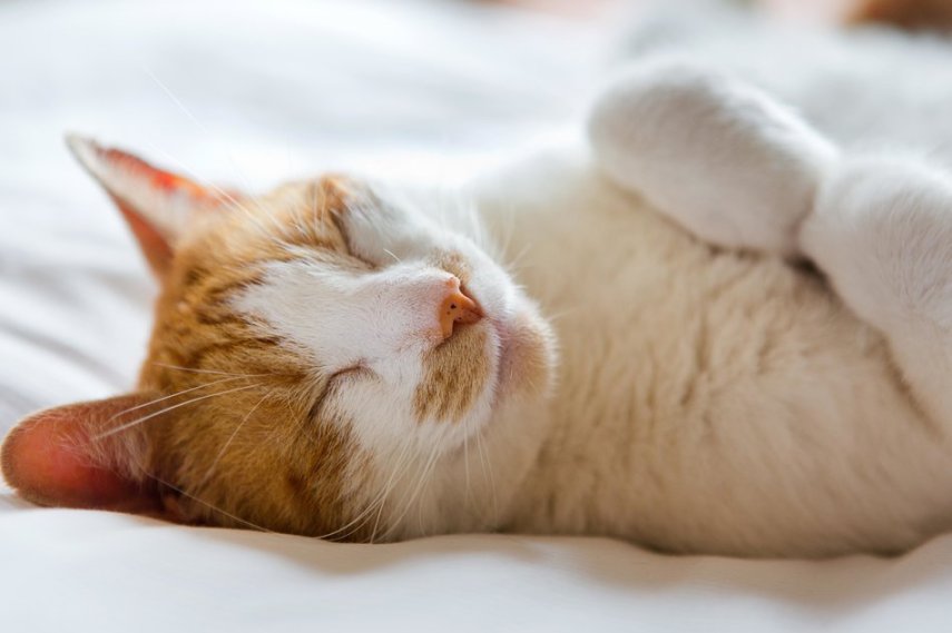 O site Huffington Post reúne fotos de animais dormindo. Lindos! 