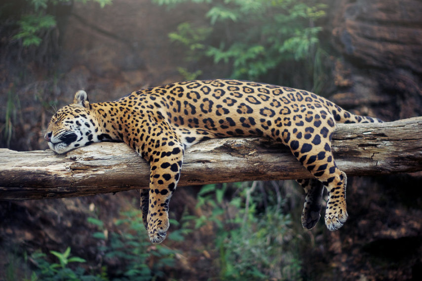 O site Huffington Post reúne fotos de animais dormindo. Lindos! 