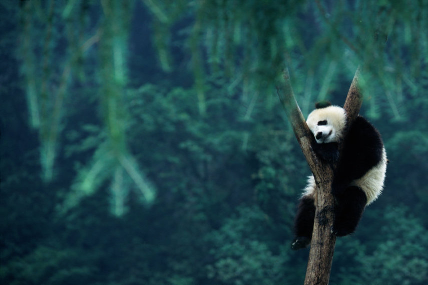 O site Huffington Post reúne fotos de animais dormindo. Lindos! 