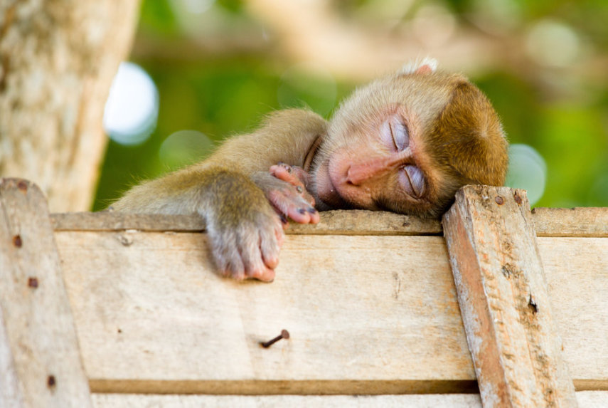 O site Huffington Post reúne fotos de animais dormindo. Lindos! 