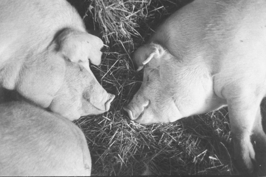 O site Huffington Post reúne fotos de animais dormindo. Lindos! 