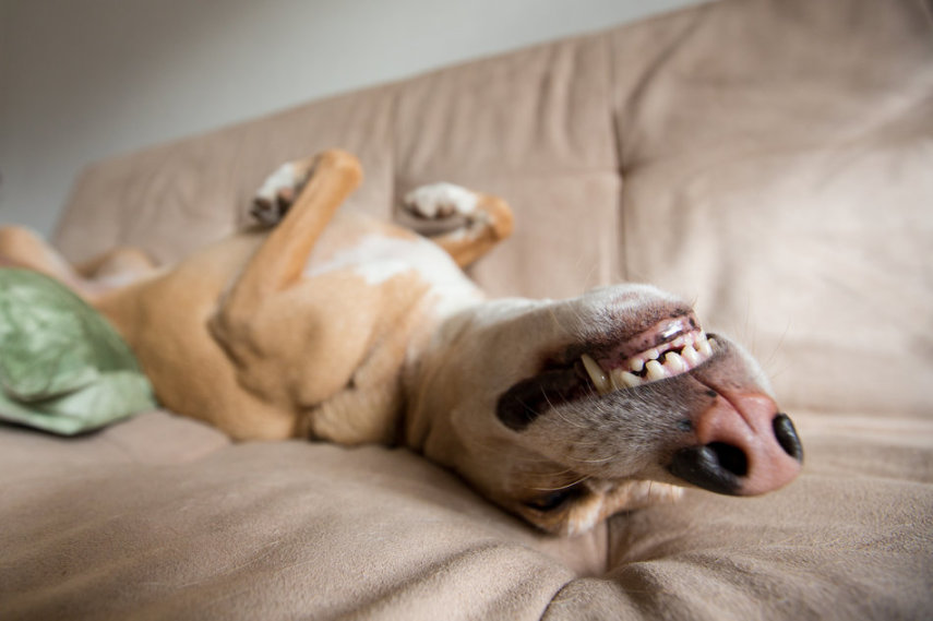O site Huffington Post reúne fotos de animais dormindo. Lindos! 