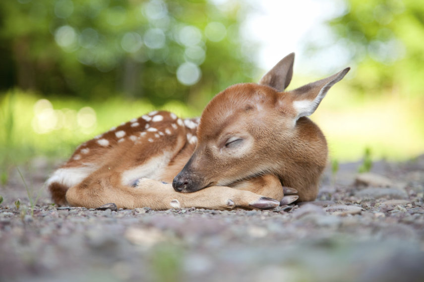 O site Huffington Post reúne fotos de animais dormindo. Lindos! 