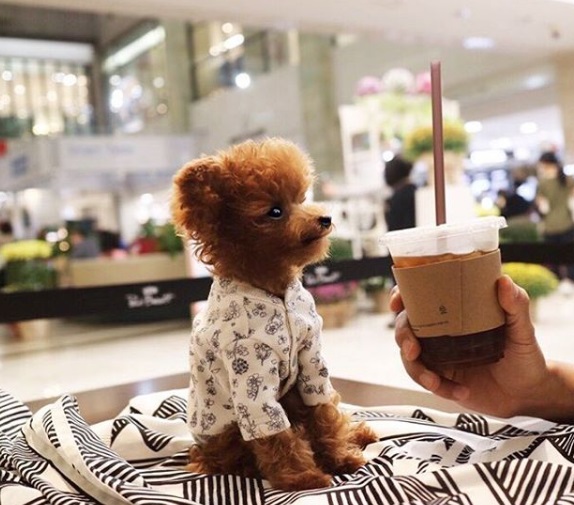 Vem conhecer o Bibi Shasha, este toy poddle que, de tão pequeno e fofo, parece de pelúcia. 