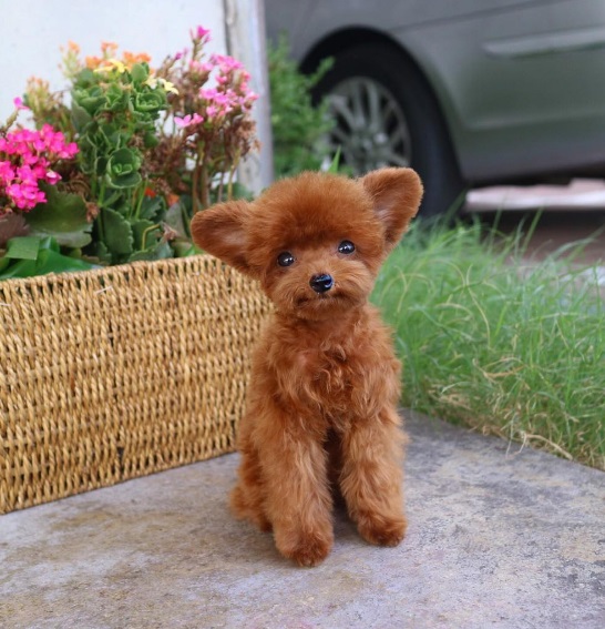 Vem conhecer o Bibi Shasha, este toy poddle que, de tão pequeno e fofo, parece de pelúcia. 