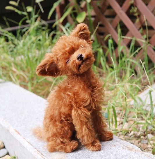 Vem conhecer o Bibi Shasha, este toy poddle que, de tão pequeno e fofo, parece de pelúcia. 