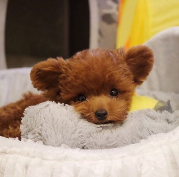 Vem conhecer o Bibi Shasha, este toy poddle que, de tão pequeno e fofo, parece de pelúcia. 